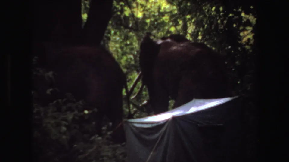 1969 Angola 8mm frame with elephants moving away through dark foliage, partly obscured by shade and a pale shelter edge.