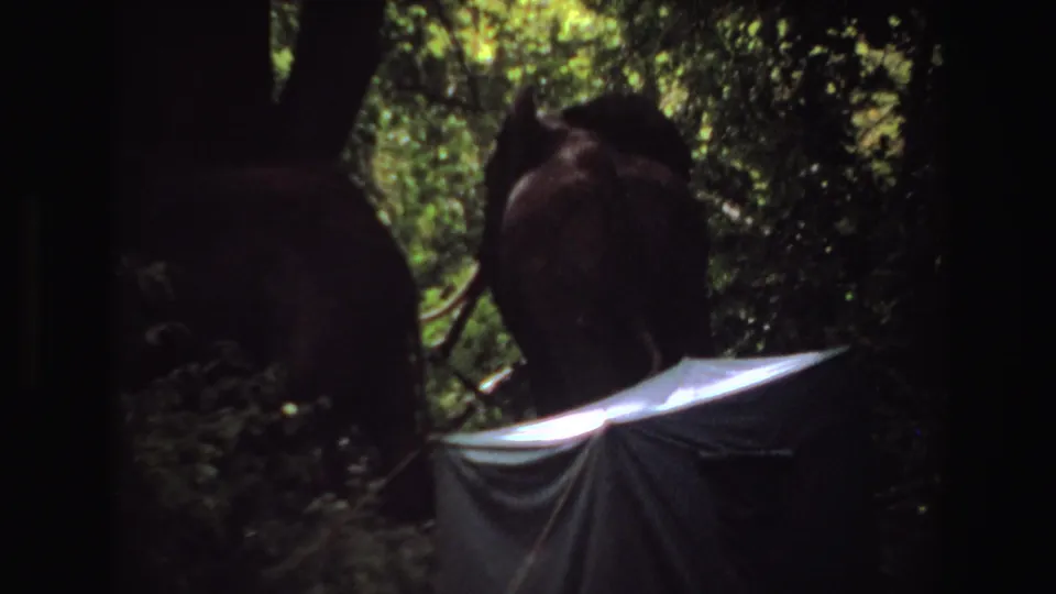 1969 Angola 8mm frame showing a rear view of elephants in dense foliage, with a pale tarp or shelter visible at the bottom.