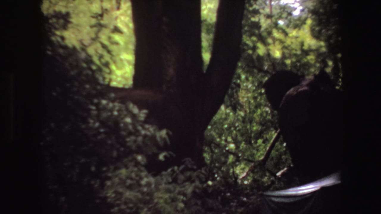 Dark forest view with elephant shape partly hidden behind trunks and green foliage.