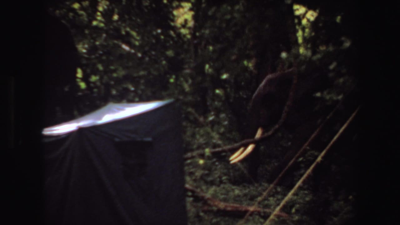 1969 Angola 8mm frame showing large tusked elephants partly hidden in dense forest, with strong shadows and a pale tarp-like form in front.