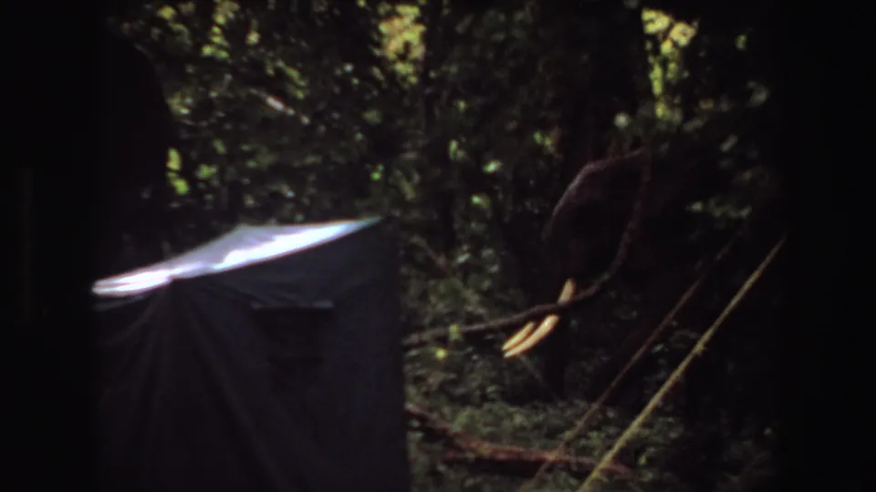 1969 Angola 8mm frame showing large tusked elephants partly hidden in dense forest, with strong shadows and a pale tarp-like form in front.