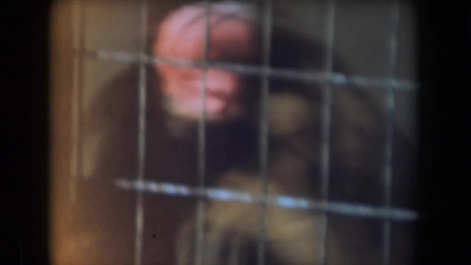 1961 California 8mm frame with the young monkey's reddish face and light fur visible behind the wire cage grid.