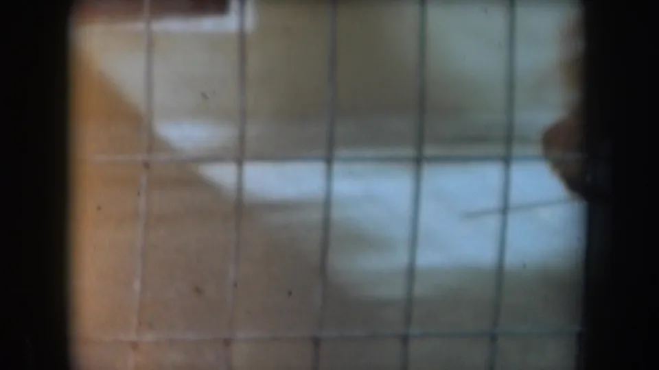 1961 California 8mm frame showing the monkey pacing behind the wire mesh, partly blocked by the cage structure.