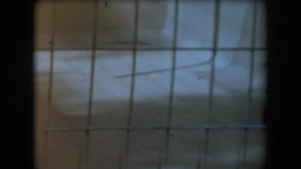 1961 California 8mm frame showing the cage grid and interior surface, with the monkey nearly out of view at the left edge.