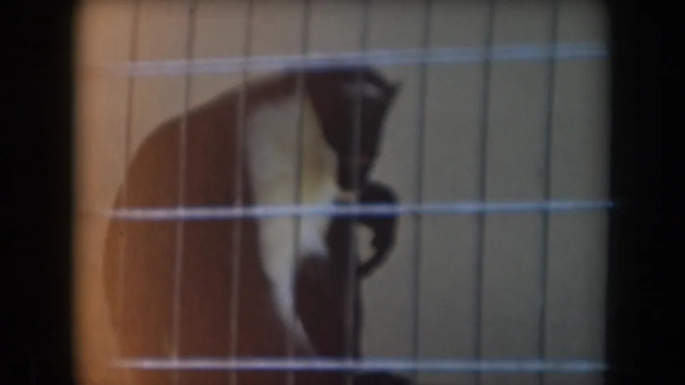 A likely primate with dark and light fur sits inside a caged California zoo enclosure, viewed through 8mm home-movie mesh.