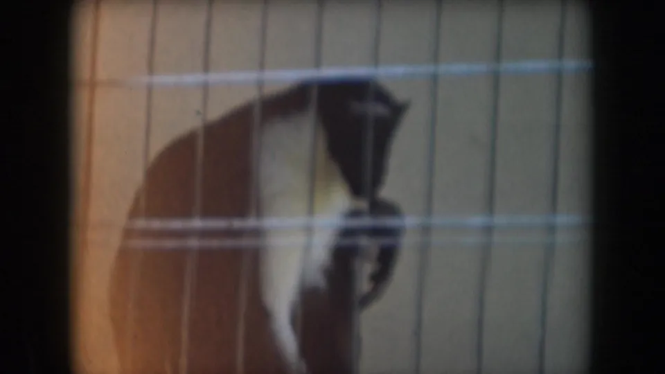 The caged primate remains seated behind the wire grid in soft 1961 California 8mm zoo footage.