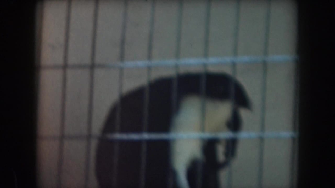 A caged animal appears behind vertical and horizontal wire bars in 1961 California zoo home-movie footage.