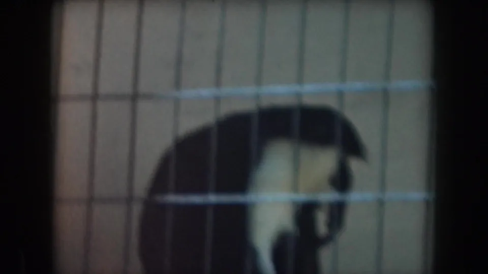 A caged animal appears behind vertical and horizontal wire bars in 1961 California zoo home-movie footage.