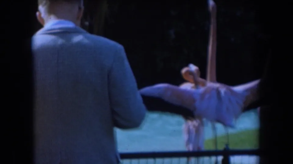 A suited adult visitor watches a flamingo near a railing in California zoo footage from the 1961 home movie.