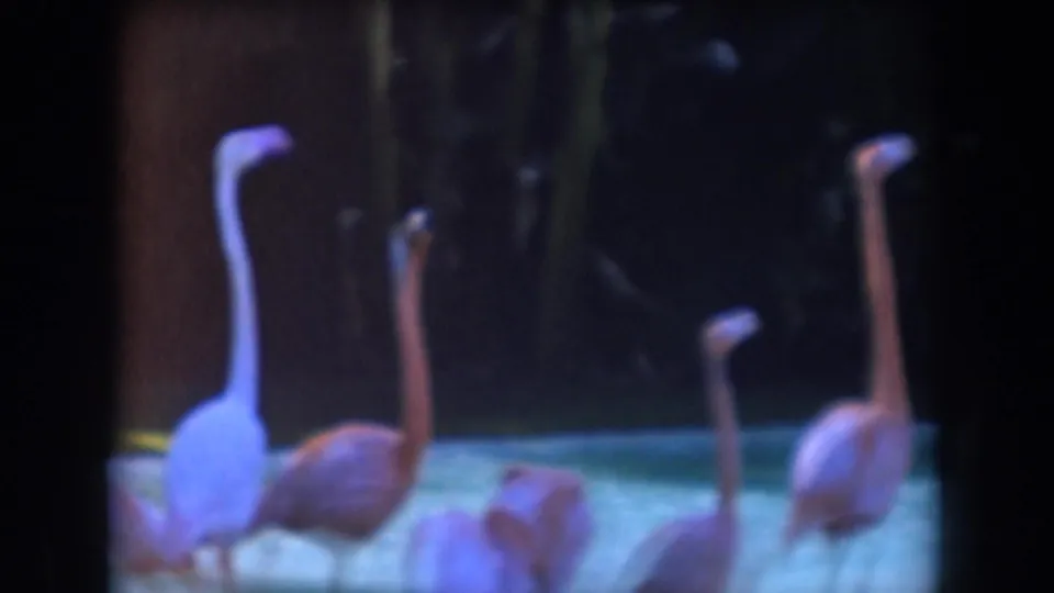 Pink flamingos gather in a shallow pool, filmed with soft 8mm focus during a California zoo visit.