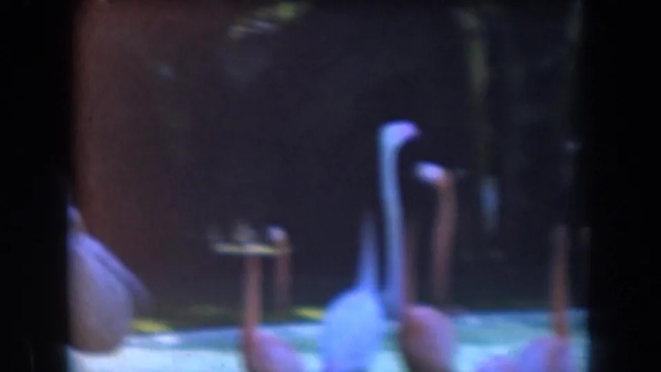 Flamingos wade near the edge of a pool, with dark zoo enclosure surfaces and soft home-movie color shifts.