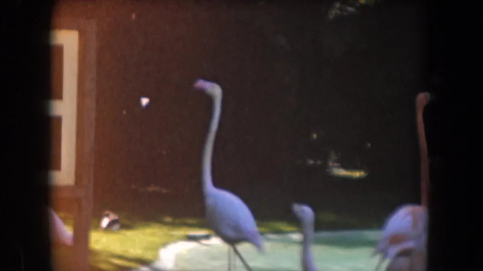 1961 California 8mm frame showing flamingos in a shallow zoo enclosure with grass, water, and dark foliage behind them.