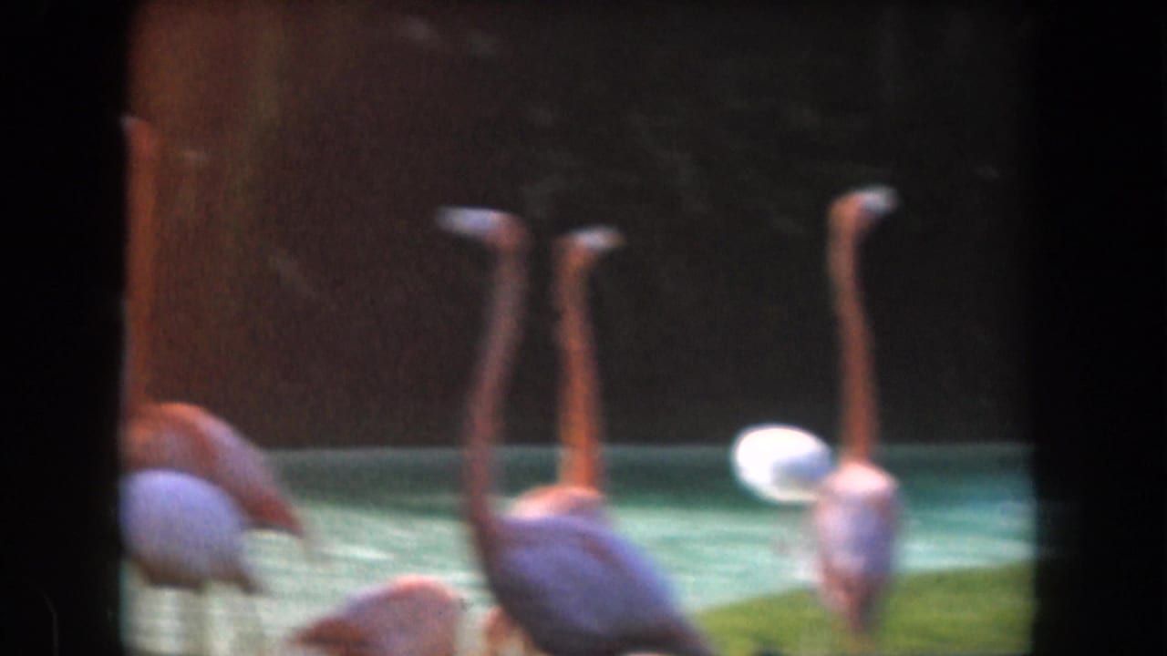 Several flamingos stand near a blue-green pool, partly divided by film-frame edges.