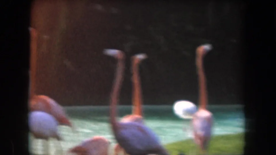 1961 California home-movie frame with flamingos clustered around a blue-green zoo pool, seen through soft 8mm exposure and frame divisions.