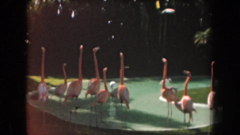 1961 California 8mm frame showing a line of flamingos standing in shallow water along a curved pool edge with grass and foliage behind.