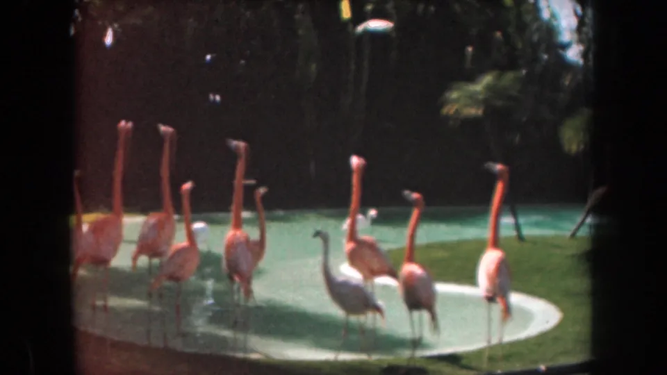 1961 California home-movie frame of flamingos standing in a zoo pool, with long necks visible against grass, water, and a dark planted background.