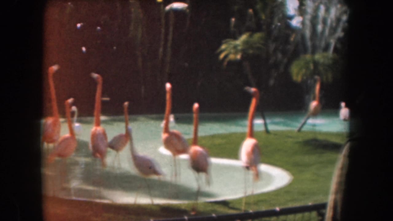 1961 California 8mm frame of flamingos gathered in a shallow landscaped zoo pond, with dark enclosure walls and greenery behind them.