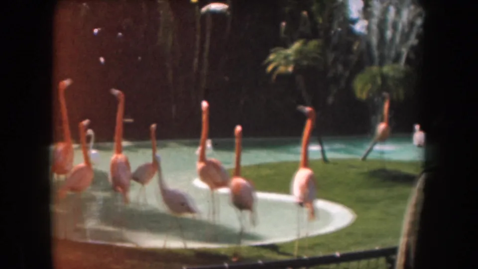 1961 California 8mm frame of flamingos gathered in a shallow landscaped zoo pond, with dark enclosure walls and greenery behind them.