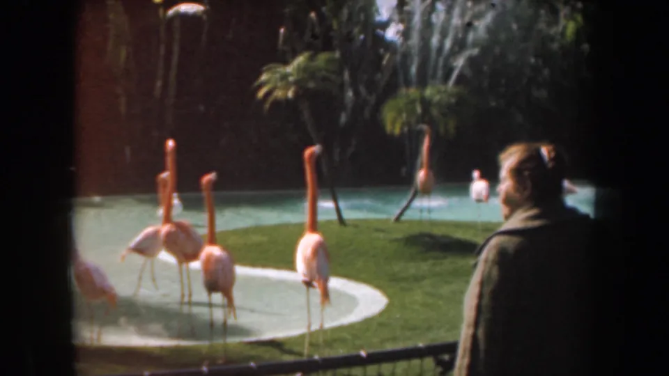 1961 California zoo footage shows flamingos in a shallow pond as a visitor stands at the right side of the frame watching them.