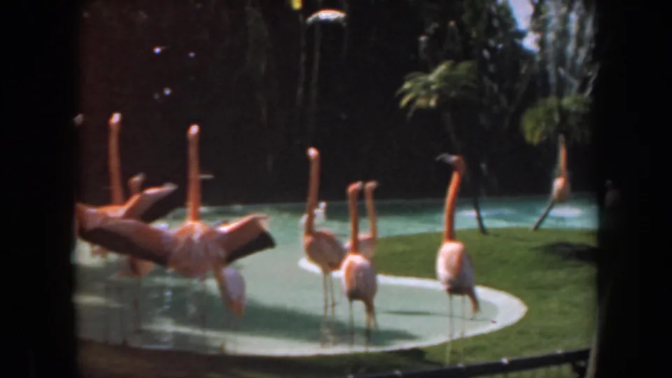 1961 California 8mm frame of flamingos clustered around a curved zoo pond, with soft focus and visible film edges.