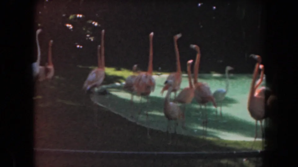 1961 California zoo scene with flamingos standing and wading around a shallow pond, partly shaded by the enclosure and surrounding plants.