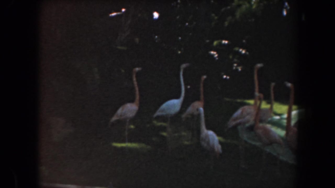 Flamingos and pale wading birds stand near a shaded pool in a zoo-like enclosure.