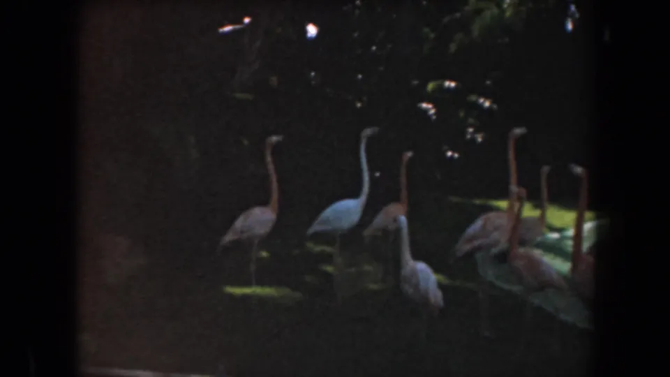 1961 California 8mm frame showing flamingos and pale wading birds clustered beside a shallow pool under heavy tree shade.