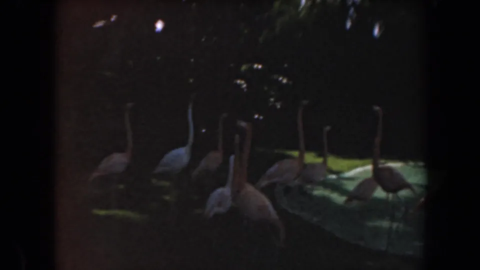 Flamingos and pale birds remain grouped around a small pool in a shaded California zoo enclosure, filmed on 8mm in 1961.