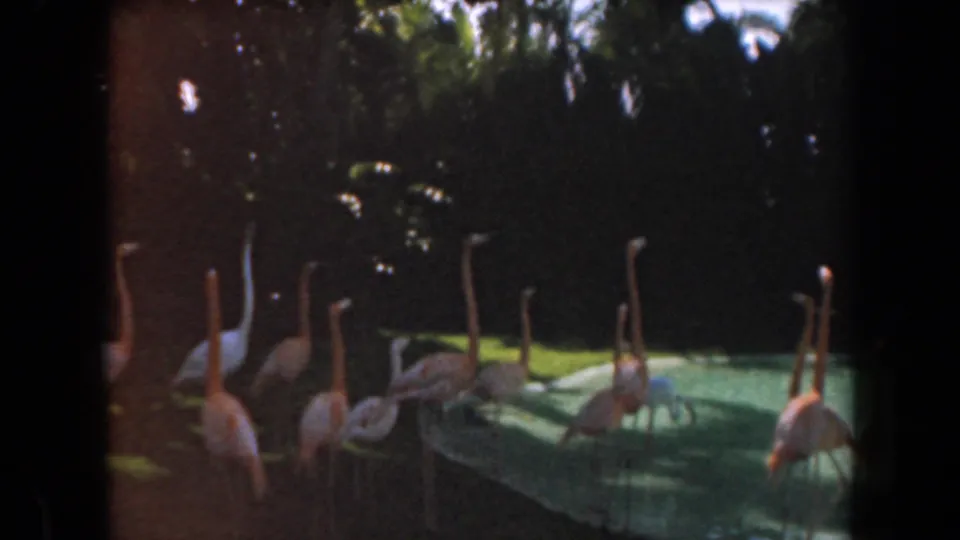 1961 California home-movie frame with flamingos and pale wading birds arranged along a shaded pool and green enclosure edge.