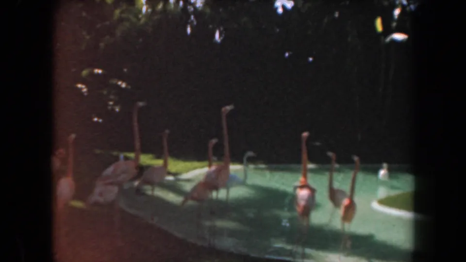 Flamingos and pale birds occupy the pool and nearby bank in a shaded 1961 California zoo enclosure captured on 8mm film.