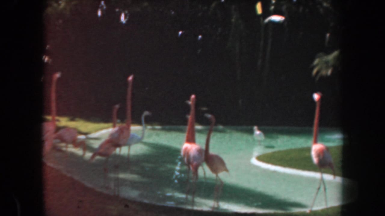 1961 California 8mm frame showing several pink flamingos or spoonbill-like birds standing in a shallow park pool.