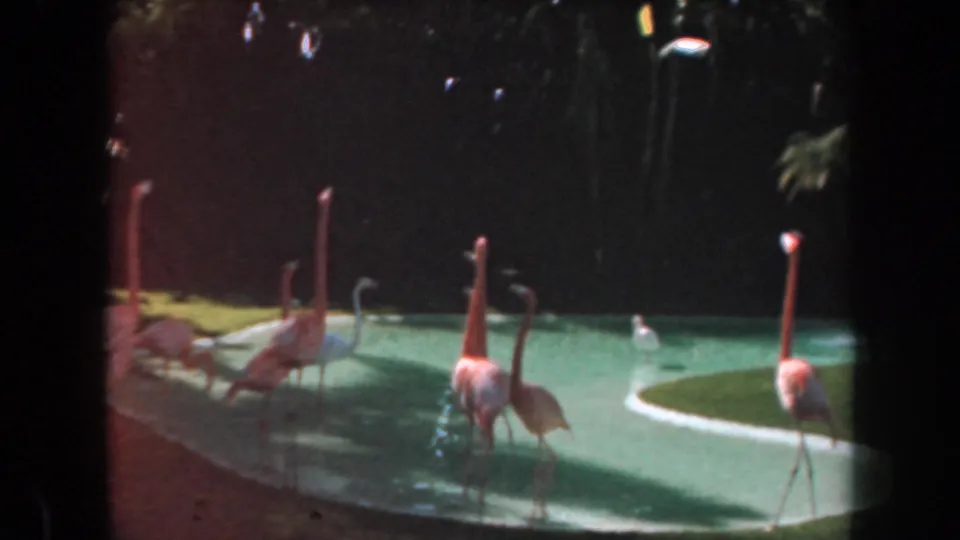 1961 California 8mm frame showing several pink flamingos or spoonbill-like birds standing in a shallow park pool.