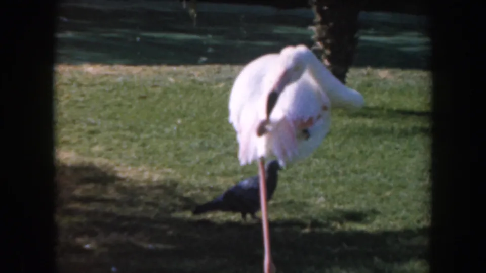1961 California 8mm frame showing a pale pink flamingo preening on a grassy bank with a dark pigeon nearby.