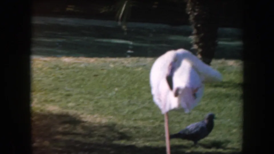 1961 California 8mm frame showing a flamingo on grass beside a dark pigeon, with water and a tree trunk behind.