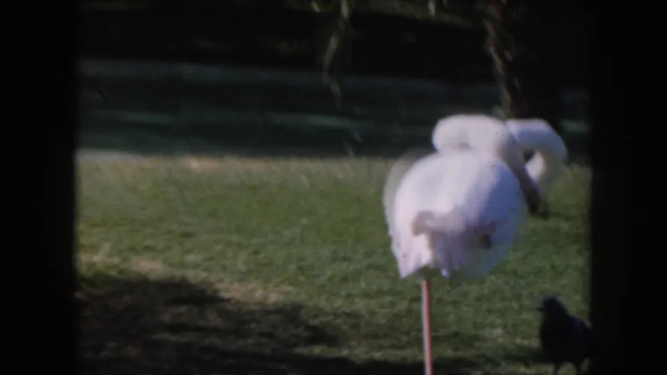 1961 California 8mm frame showing a pink flamingo from behind on a grassy enclosure, with a pigeon near the lower edge.
