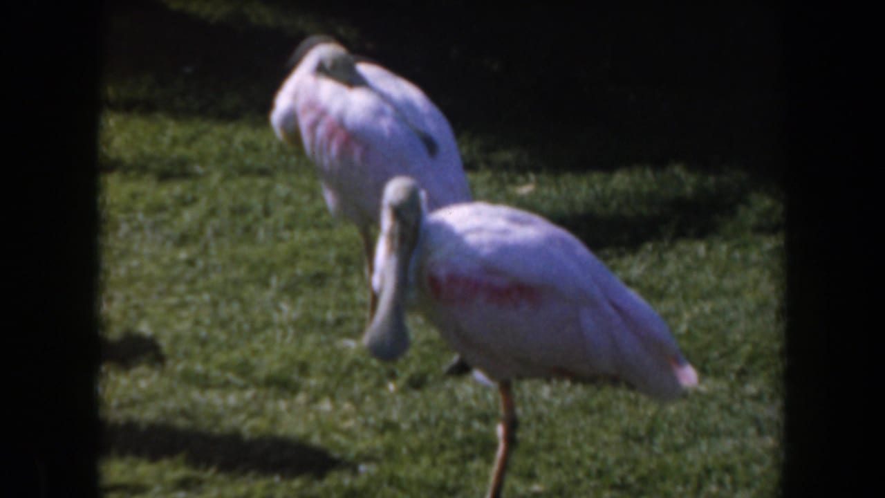 1961 California 8mm frame showing two pink spoonbills on a sunlit grassy area, one with its head lowered.