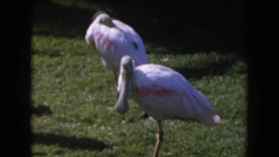 1961 California 8mm frame showing two pink spoonbills on a sunlit grassy area, one with its head lowered.