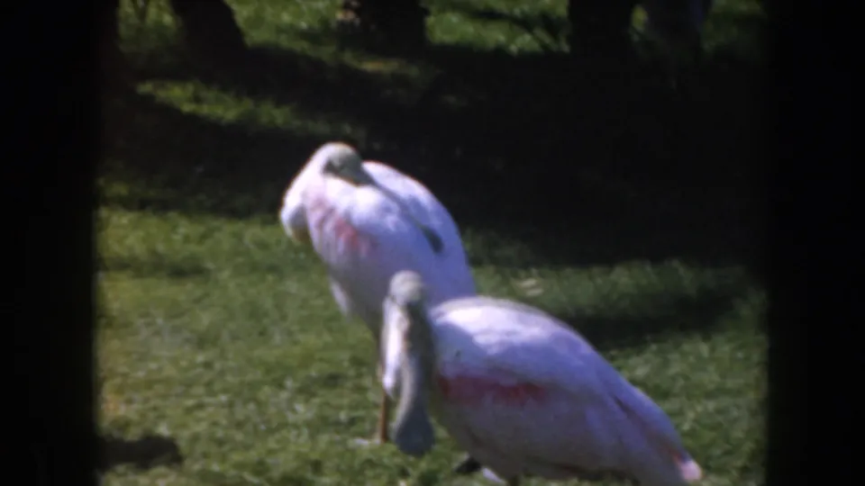 1961 California 8mm frame with two pink spoonbills on grass, one nearer the lower right and one farther back.