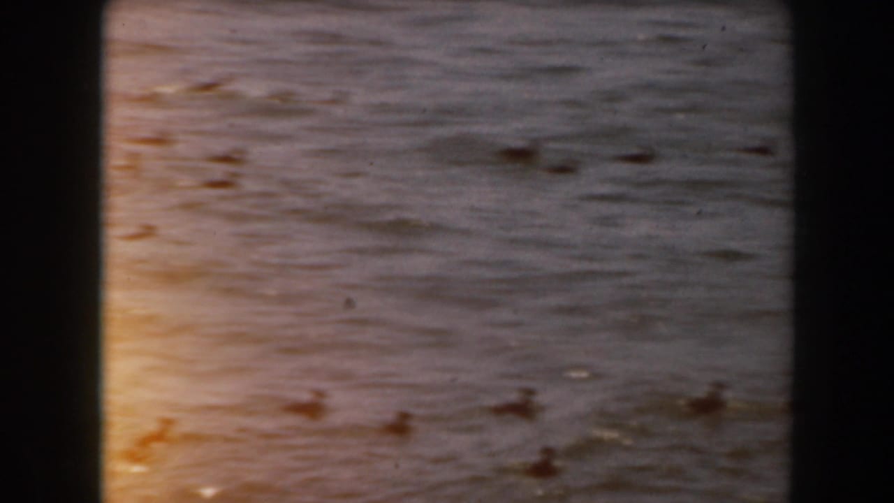 Dark rippled ocean with small birds grouped on the water.