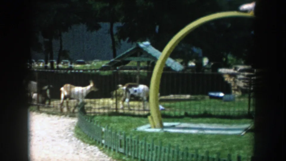 1954 Wisconsin Dells home-movie frame showing goats in a fenced pen near the yellow ride, gravel path, trees, and lawn.