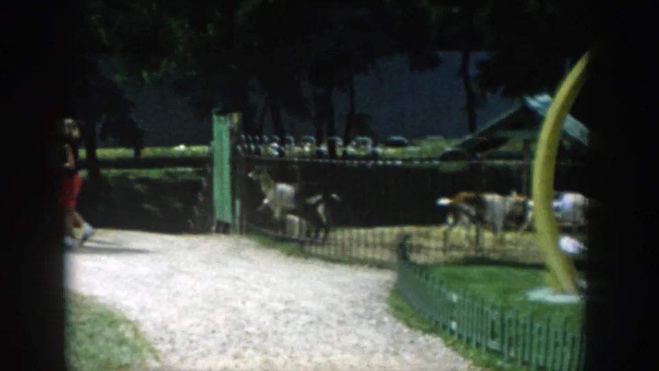 1954 Wisconsin Dells frame showing a gravel walkway, fenced animal pens, goats, shaded trees, and the yellow ride partly visible.