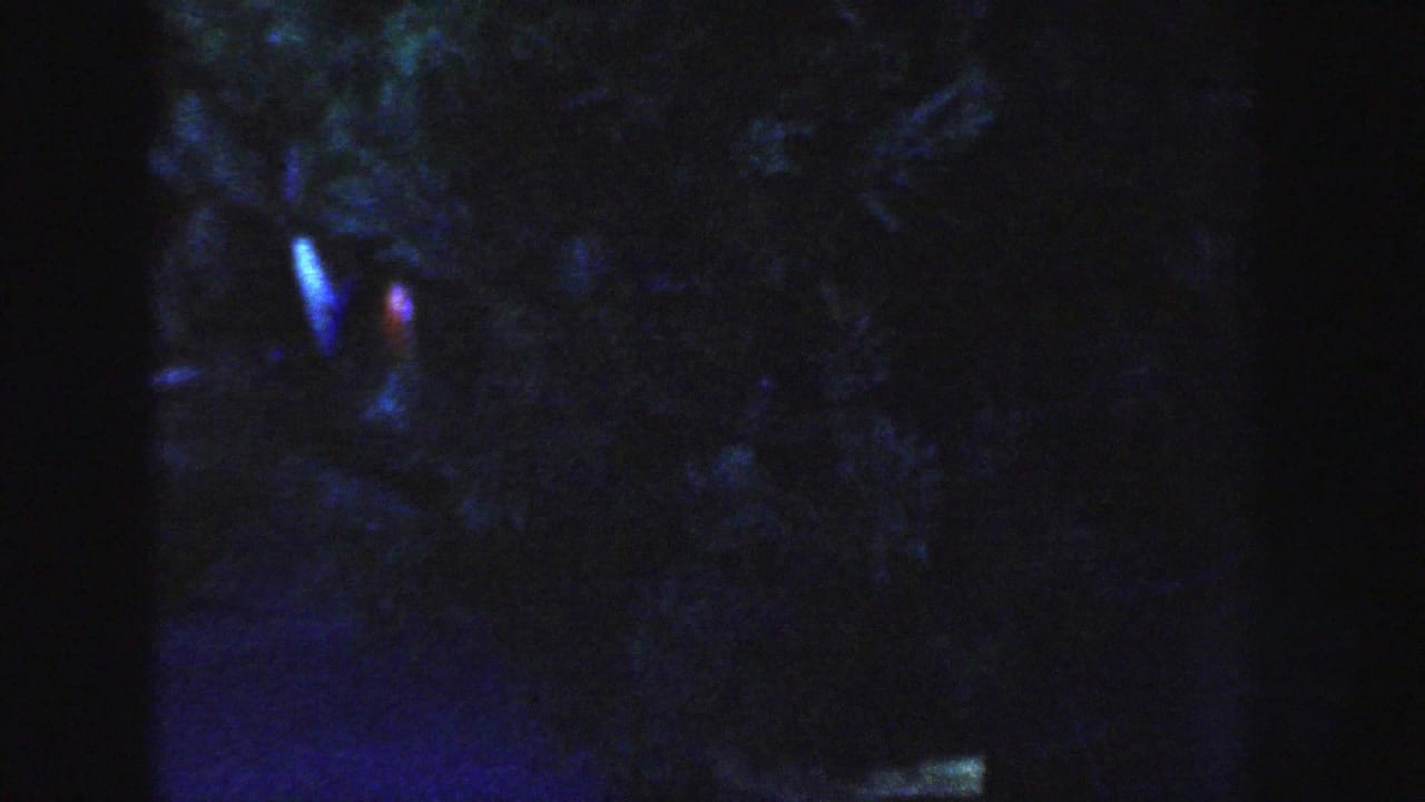 A very dark night view shows dense foliage with small blue and red light glows, likely from nearby outdoor lighting.
