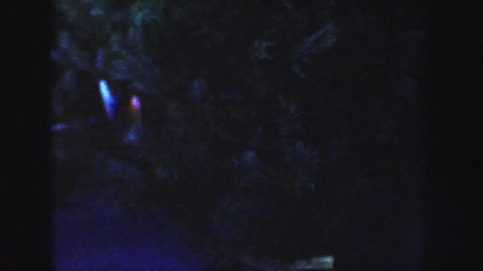 A very dark night view shows dense foliage with small blue and red light glows, likely from nearby outdoor lighting.