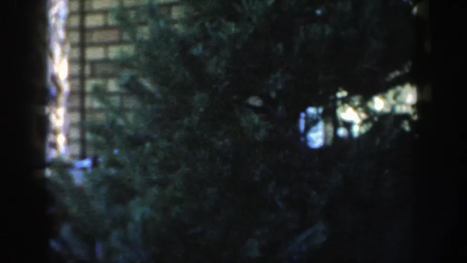 Night trees fill the frame, with a partly visible building edge and bright white light showing through the foliage.
