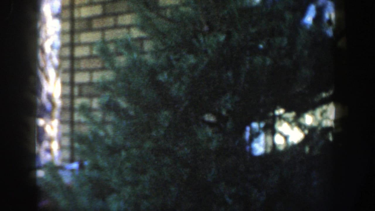 Brick wall partly hidden by evergreen branches and dark frame edges.