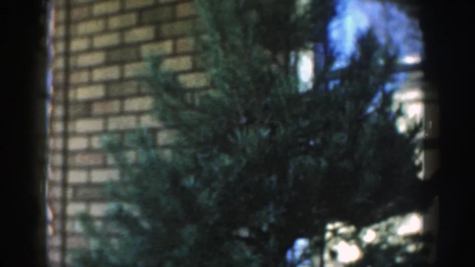 1954 Wisconsin Dells frame with thick evergreen branches, tan brickwork at left, and a dark central vertical obstruction.