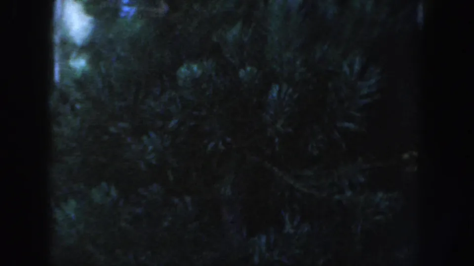 1954 Wisconsin Dells 8mm frame showing shadowed evergreen branches with brickwork partly visible along the left edge.