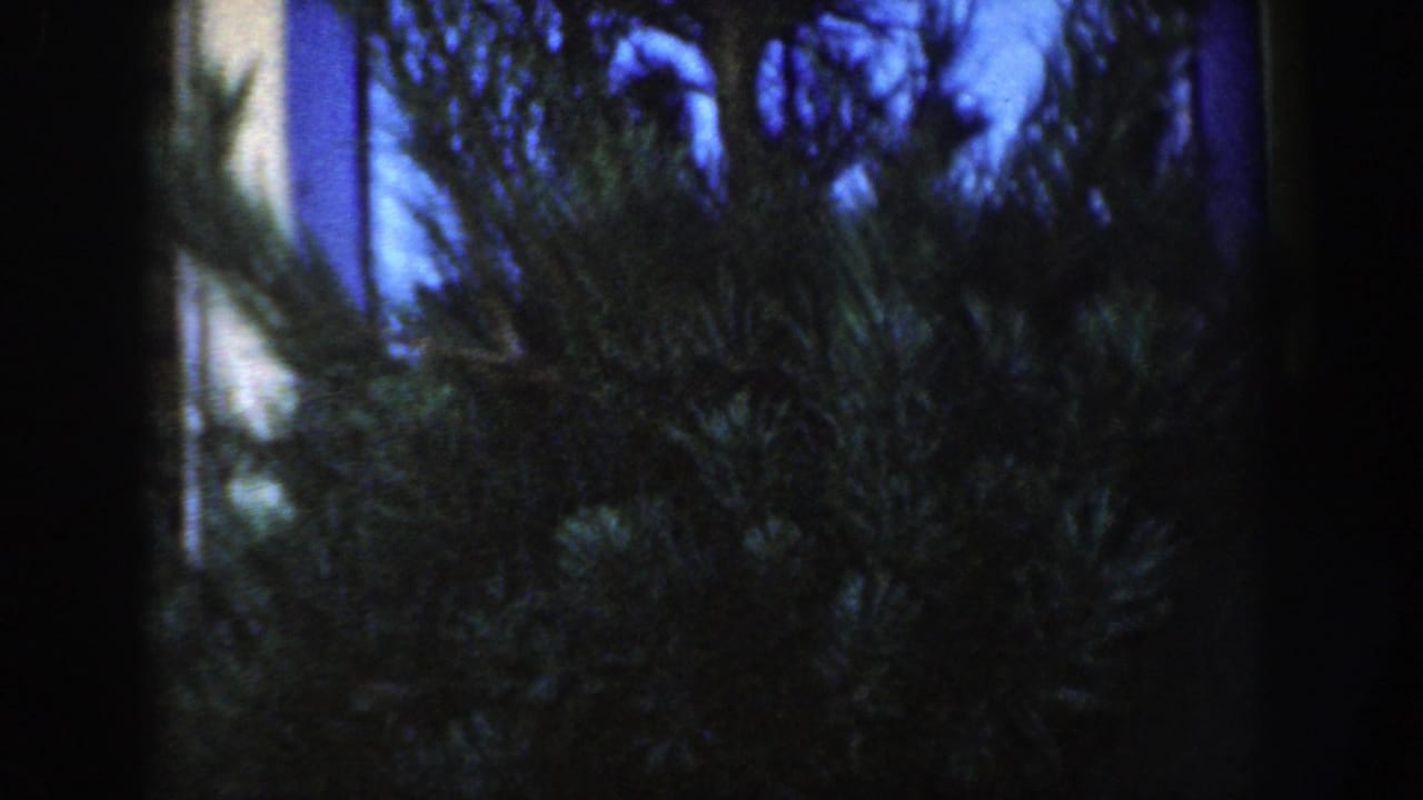 Evergreen branches in front of a white-framed opening and blue low-light sky.
