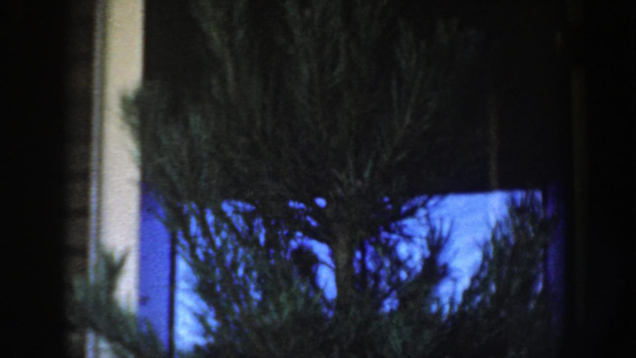 Dark evergreen tree beside a white-framed house opening in blue low light.