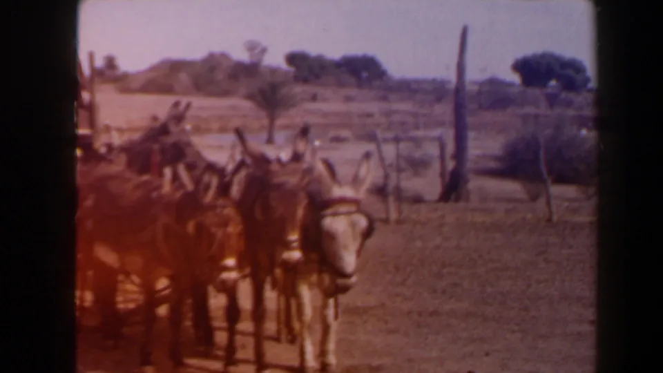 1958 Texas frame showing harnessed donkeys gathered near wooden posts, sparse trees, and dry open ground.